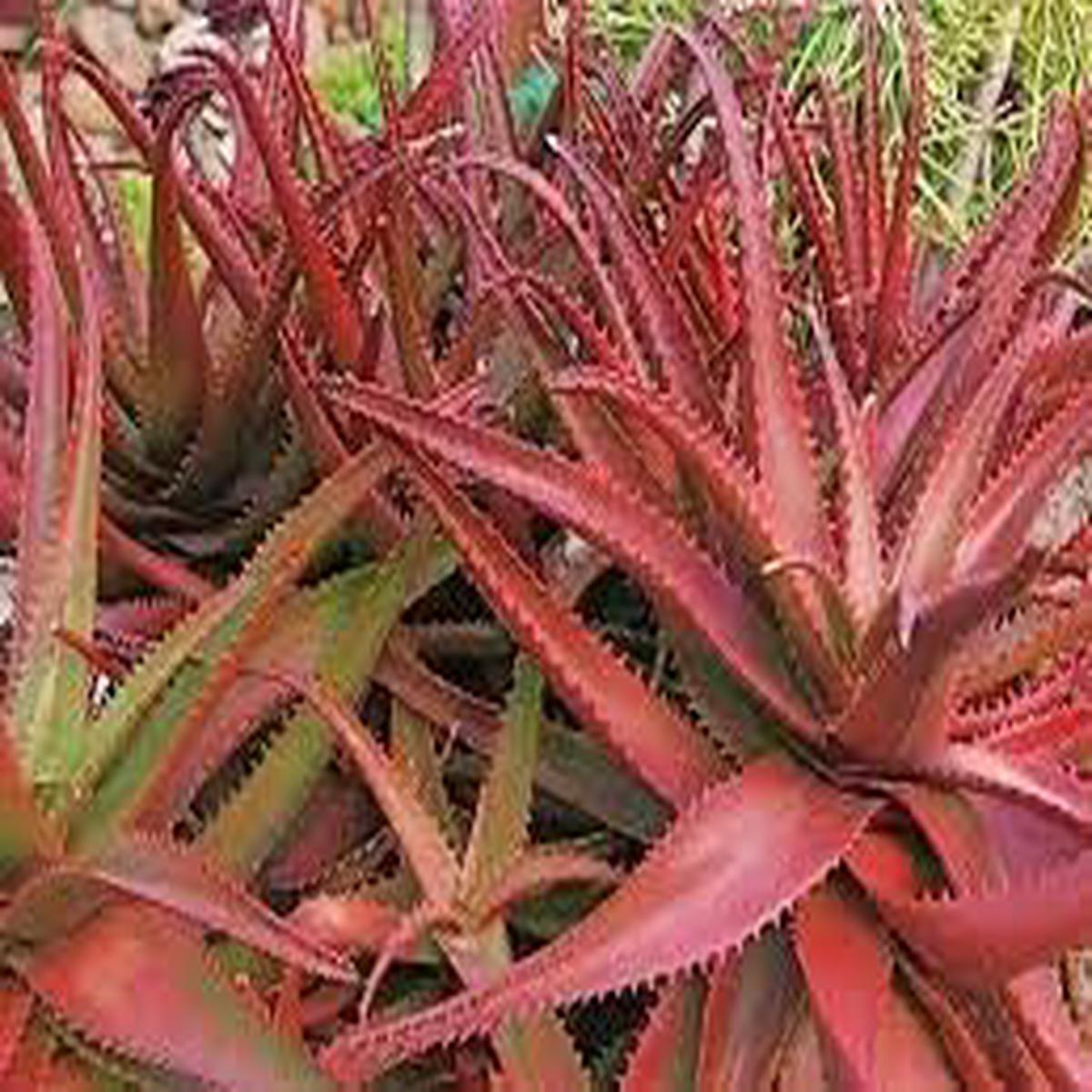 Aloe Cameronii Herb Seeds Heirloom, Non-GMO Essential Herb Seeds for Garden Planting