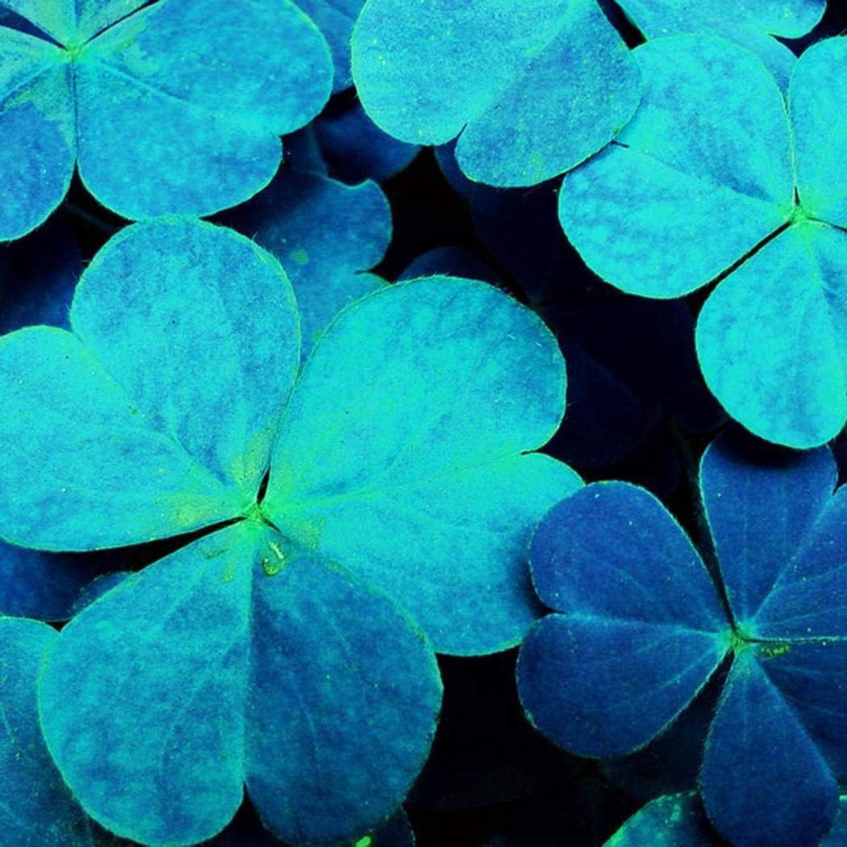 Sky Blue Leaf Clover Herb Seeds Heirloom, Non-GMO Essential Seeds for Garden Planting