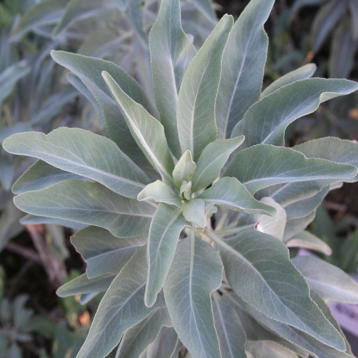 White California Sage Herb Seeds  Heirloom, Non-GMO Chef Recommended Seeds for Garden Planting