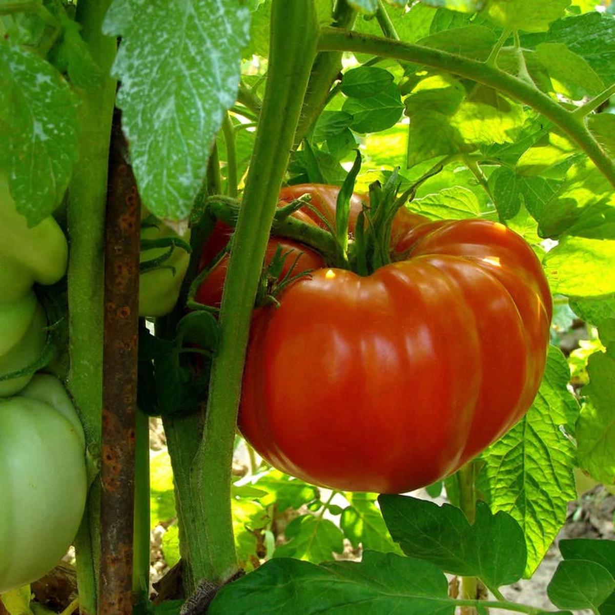 Zac Tomato Vegetable Seeds for Planting Heirloom & Non-GMO Garden Seeds