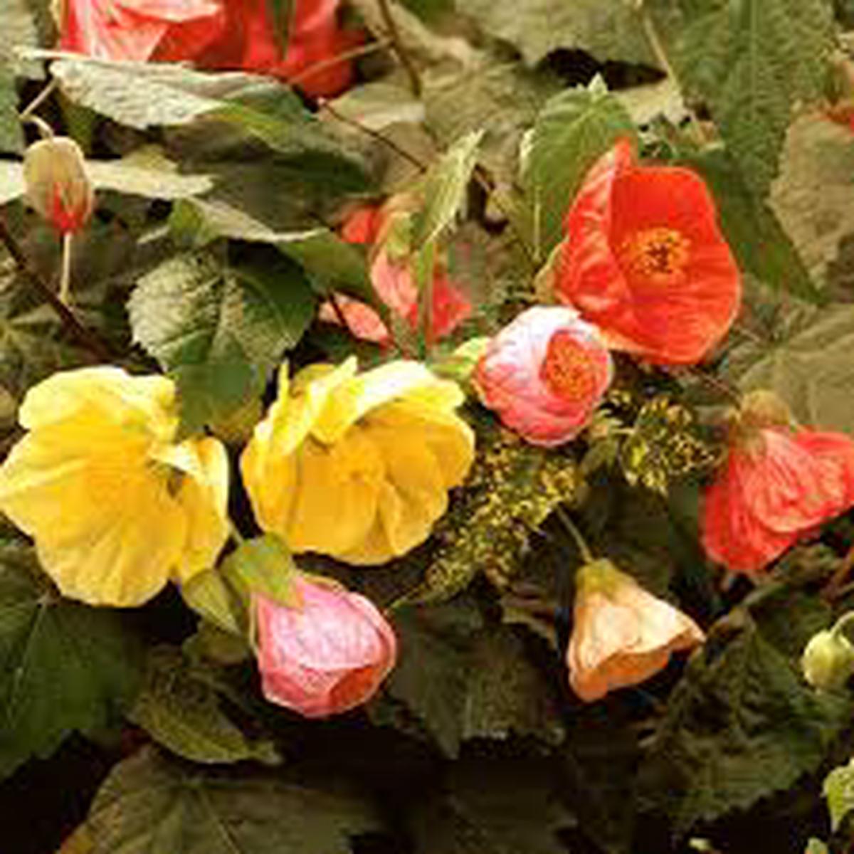 Abutilon Bellvue Flower Seeds for Planting Heirloom, Non-GMO, Drought Tolerant Organic Garden Seeds