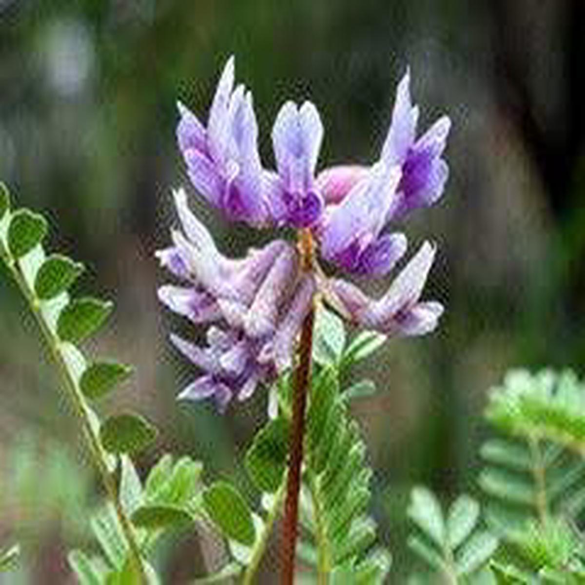 Blue Astragalus Herb Seeds for Planting Heirloom, Non-GMO Premium Seeds for Robust Garden Growth