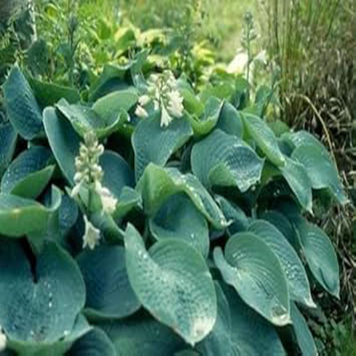 Sieboldiana Herb Seeds for Planting Heirloom, Non-GMO Seeds for Indoor & Outdoor Gardening
