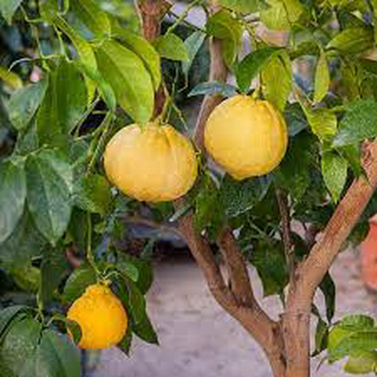Yellow Bergamot Herb Seeds for Planting Heirloom, Non-GMO Essential Seeds for Vibrant Gardens