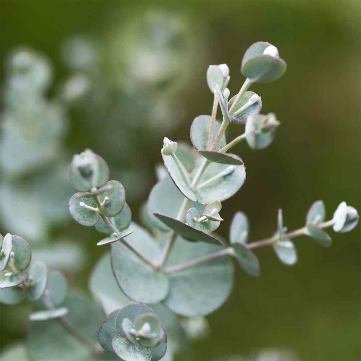 Silver Eucalyptus Herb Seeds for Planting  Heirloom, Non-GMO, Organic Garden Seeds with High Germination