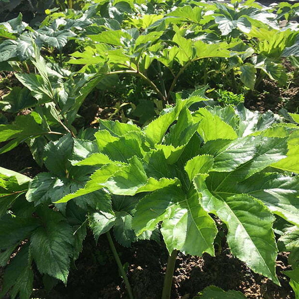 Angelica Keiskei Herb Seeds for Planting Heirloom, Non-GMO, Organic Garden Seeds with High Germination