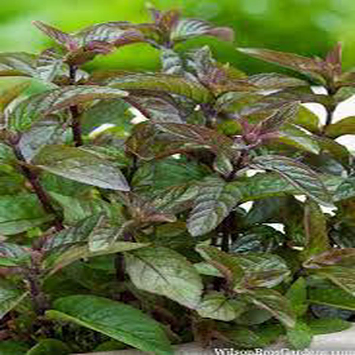 Chocolate Mint Herb Seeds for Planting  Heirloom, Non-GMO Seeds for Year-Round Aromatic Gardens
