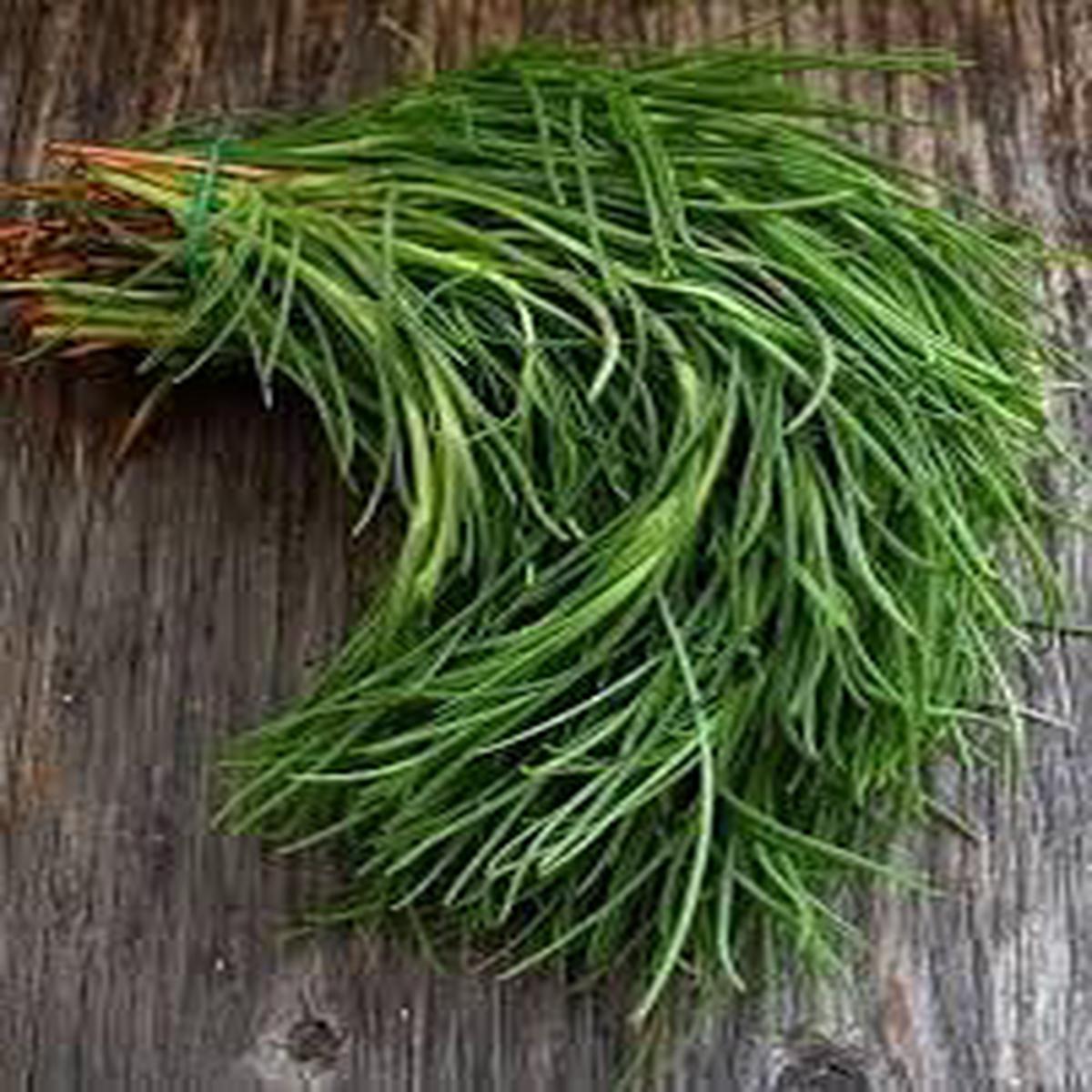 Saltwort Herb Seeds for Planting  Heirloom, Non-GMO, Organic Garden Seeds with High Germination for Culinary Use
