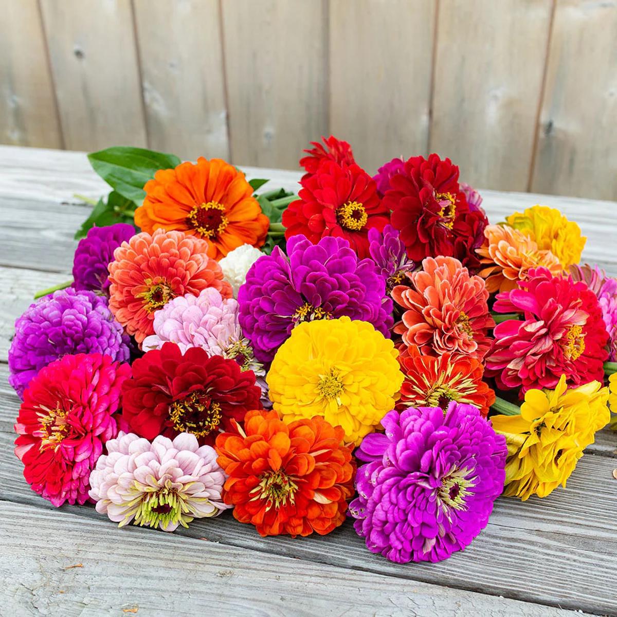 Zinnia Benary Giant Flower Seeds for Planting  Heirloom, Non-GMO, High Germination, Organic Garden Seeds