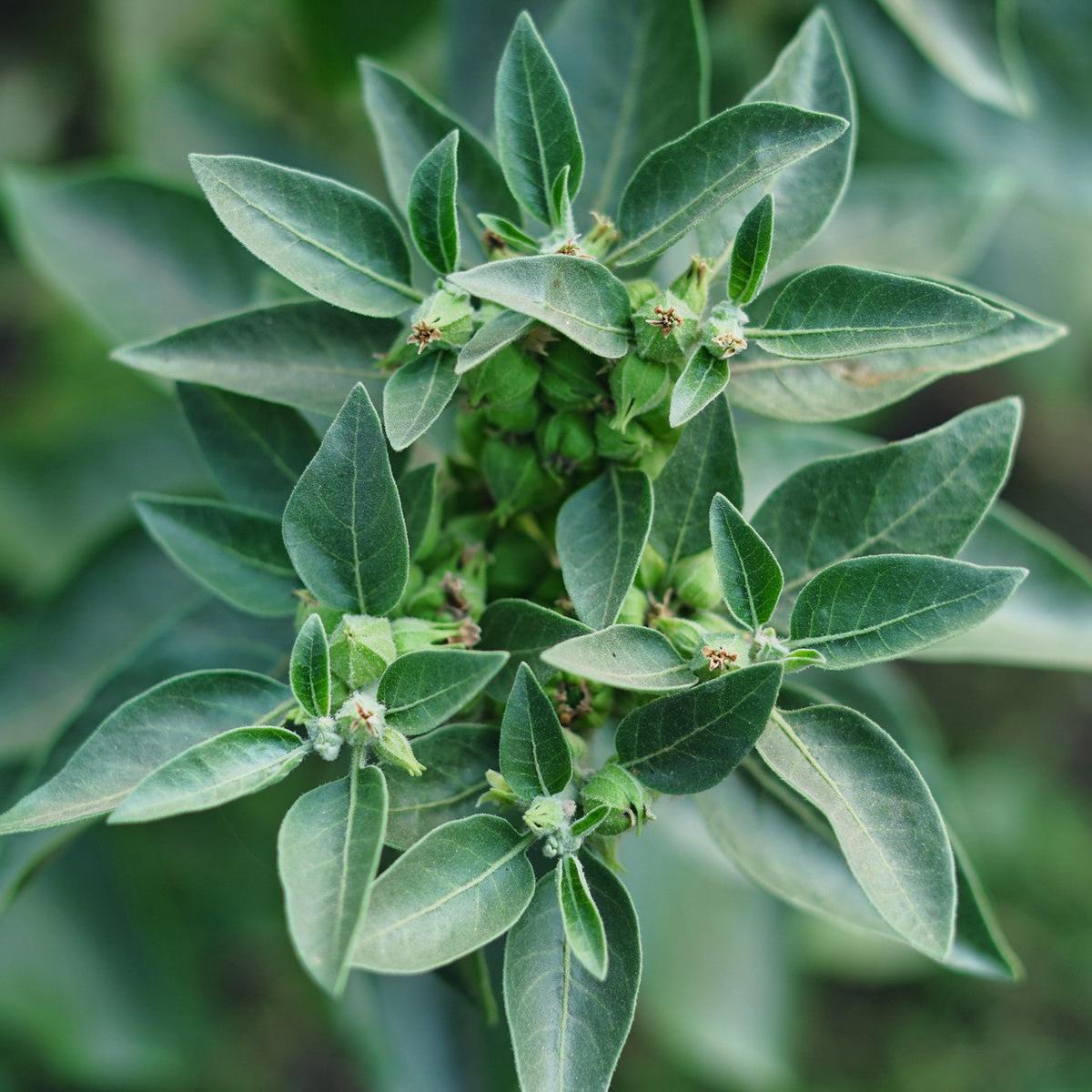 Ashwagandha Herb Seeds Heirloom, Non-GMO Sun-Loving Seeds for Garden Planting