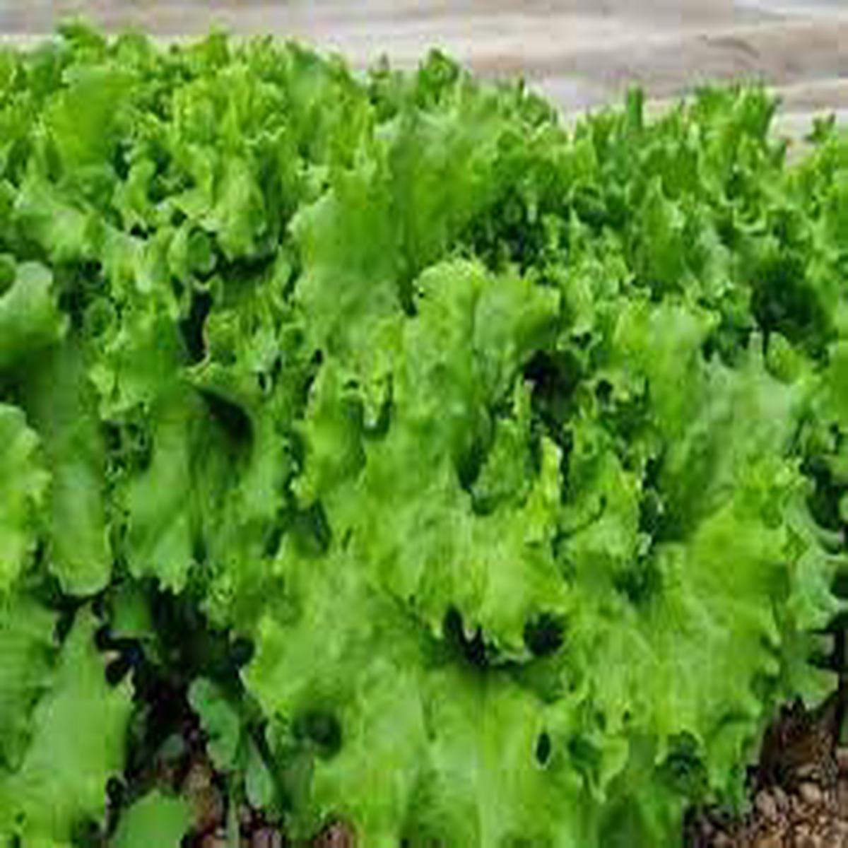 Batavia Herb Seeds Heirloom, Non-GMO Flavorful Herb Seeds for Garden Planting