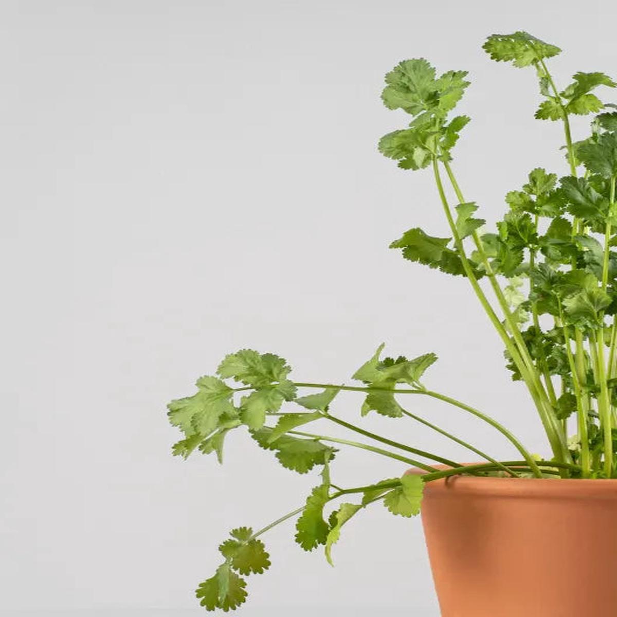 Cilantro Coriandrum Sativum Herb Seeds for Planting  Heirloom, Non-GMO Essential Culinary Garden Seeds