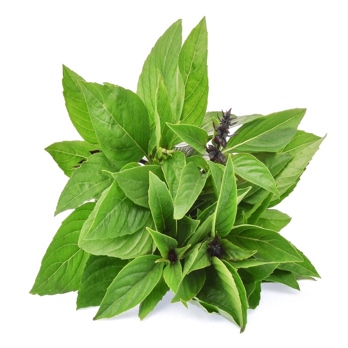 Cinnamon Basil Herb Seeds for Planting Heirloom, Non-GMO Top Choice Seeds for Flavorful Gardens