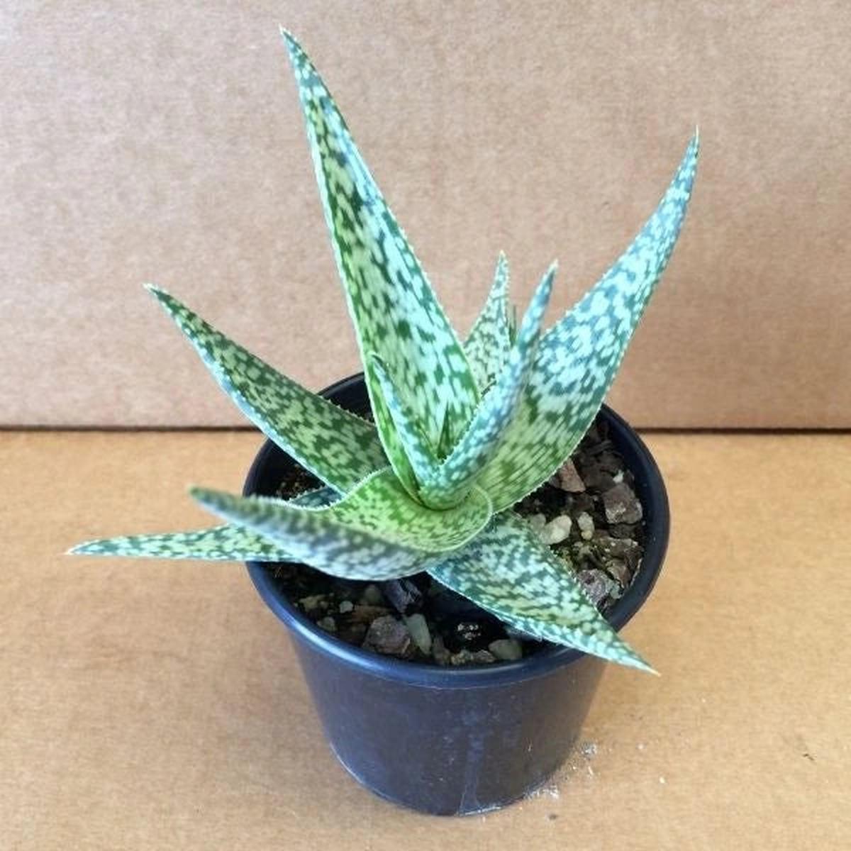 White Succulent Aloe Vera Herb Seeds for Planting Heirloom, Non-GMO Ideal for Containers