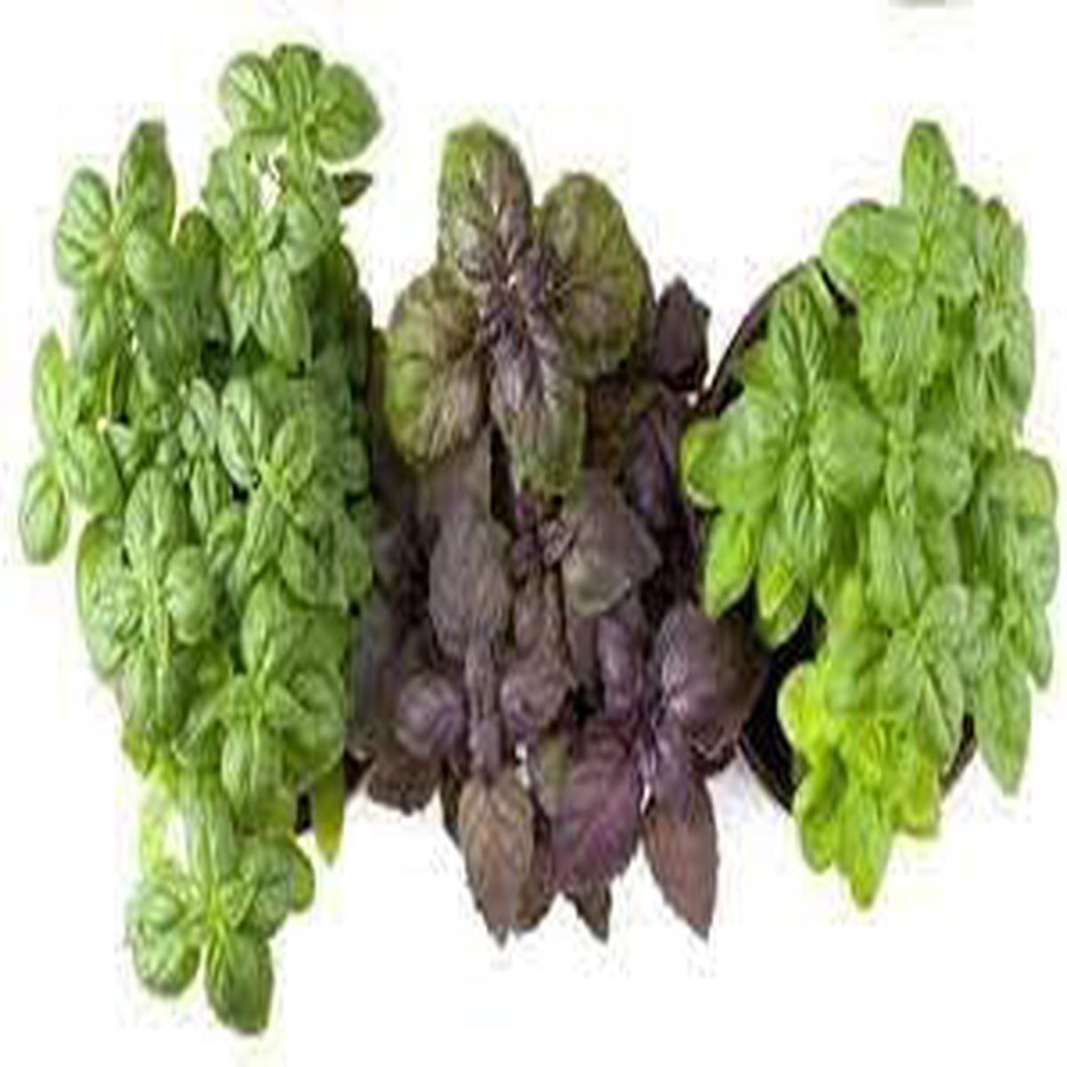 Basil Seed Mix Herb Seeds for Planting  Heirloom, Non-GMO, Organic Garden Seeds with High Germination