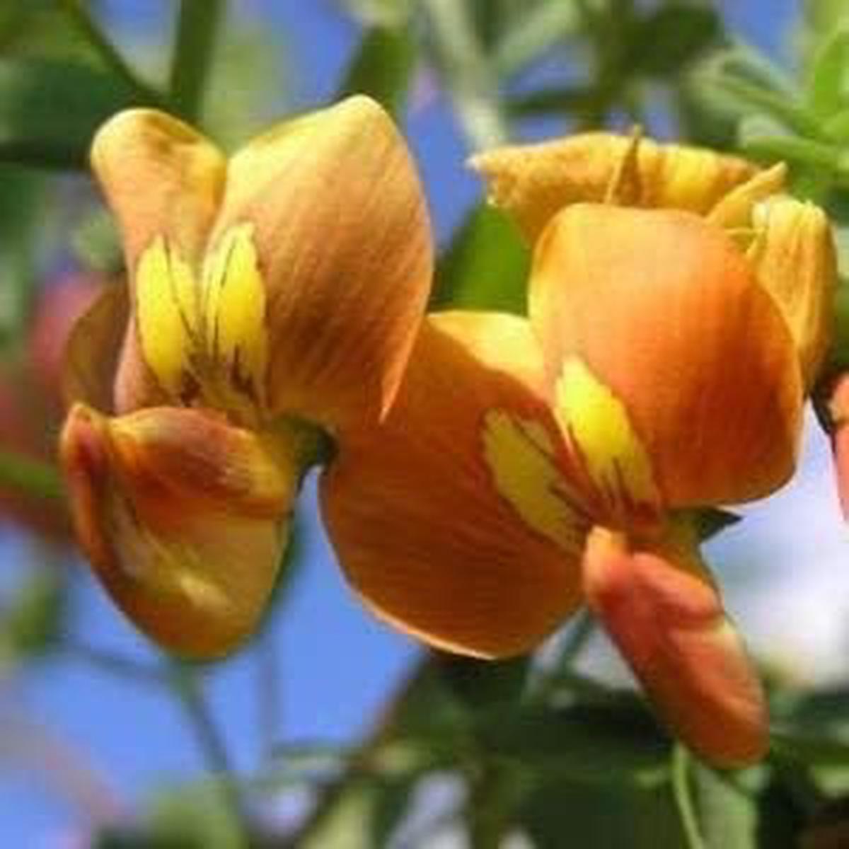 Bladder Senna Bush Herb Seeds Heirloom, Non-GMO Gardeners' Top Pick Seeds for Planting