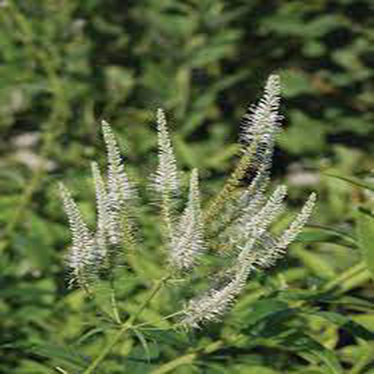 White Culvers Root Herb Seeds for Planting  Heirloom, Non-GMO, Organic Garden Seeds with High Germination