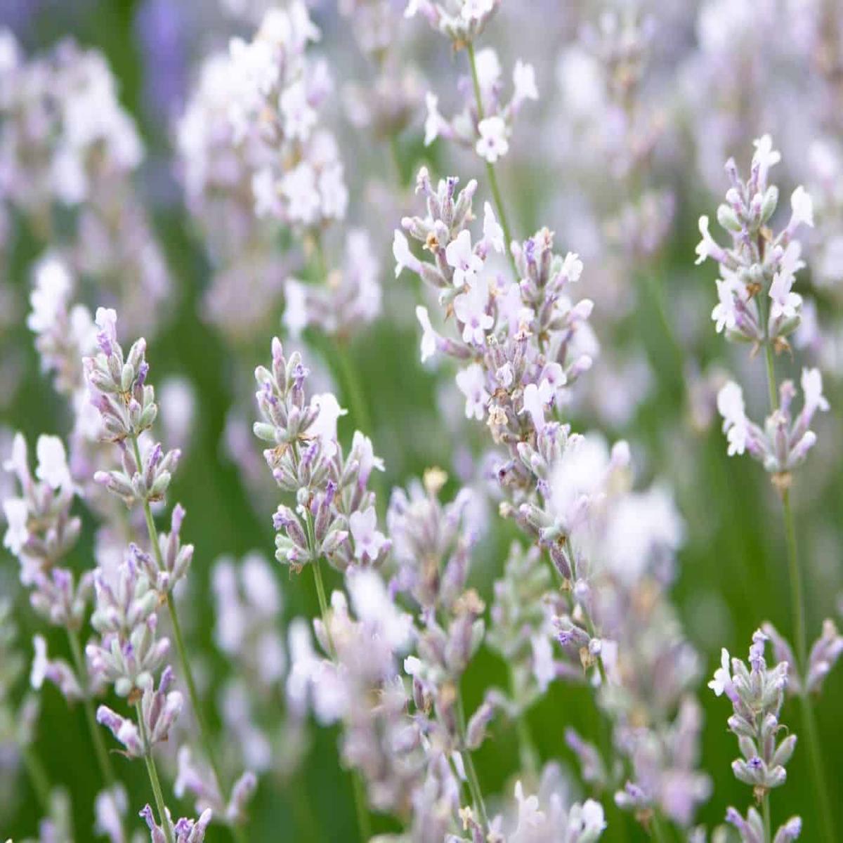 White Lavender Herb Seeds for Planting Heirloom, Non-GMO Seeds for Fragrant Organic Gardens
