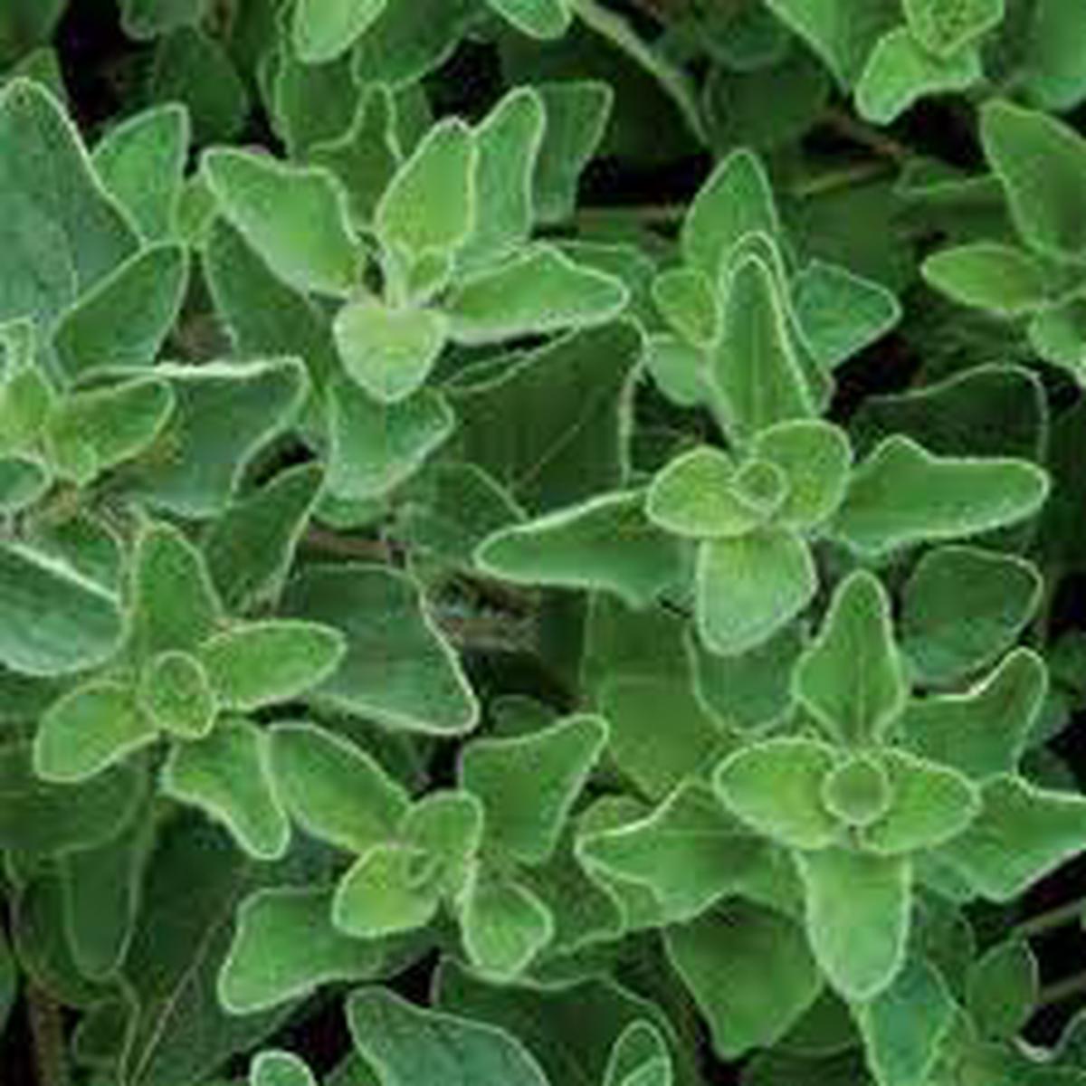 Vulgare Herb Seeds Heirloom, Non-GMO Versatile Use Seeds for Garden Planting