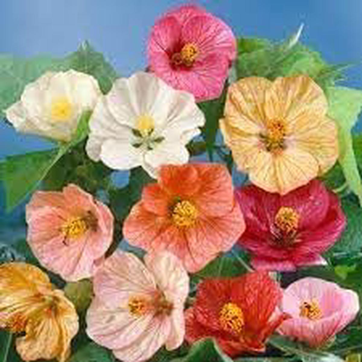 Abutilon Flower Seeds for Planting  Premium Quality, Heirloom, Non-GMO, High Germination Organic Garden Seeds