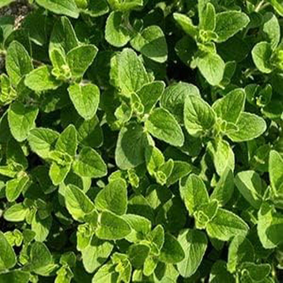 Sea Green Mint Herb Seeds for Planting  Heirloom, Non-GMO Seeds for Indoor & Outdoor Gardens