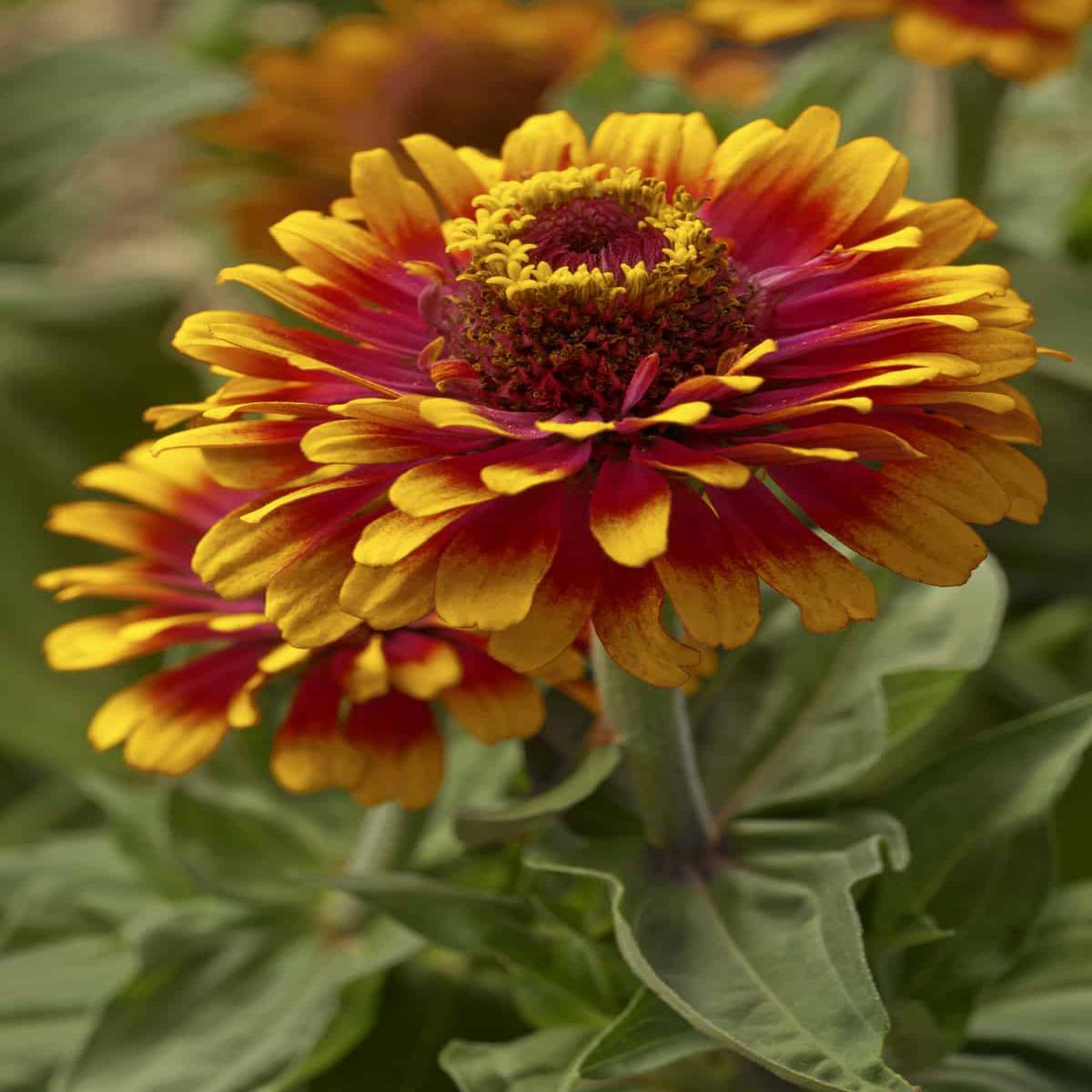 Zowie Flower Seeds for Planting  Heirloom Non-GMO Seeds, High Germination Organic Garden Seeds