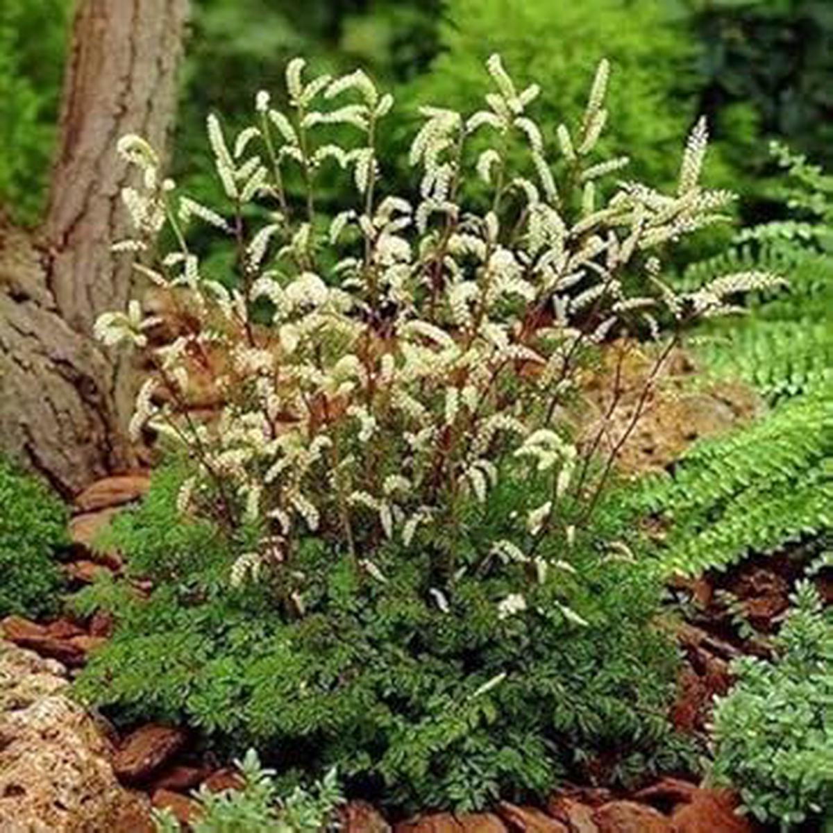 White Aethusifolius Dioicus Herb Seeds  Heirloom, Non-GMO Seeds for Year-Round Garden Growth