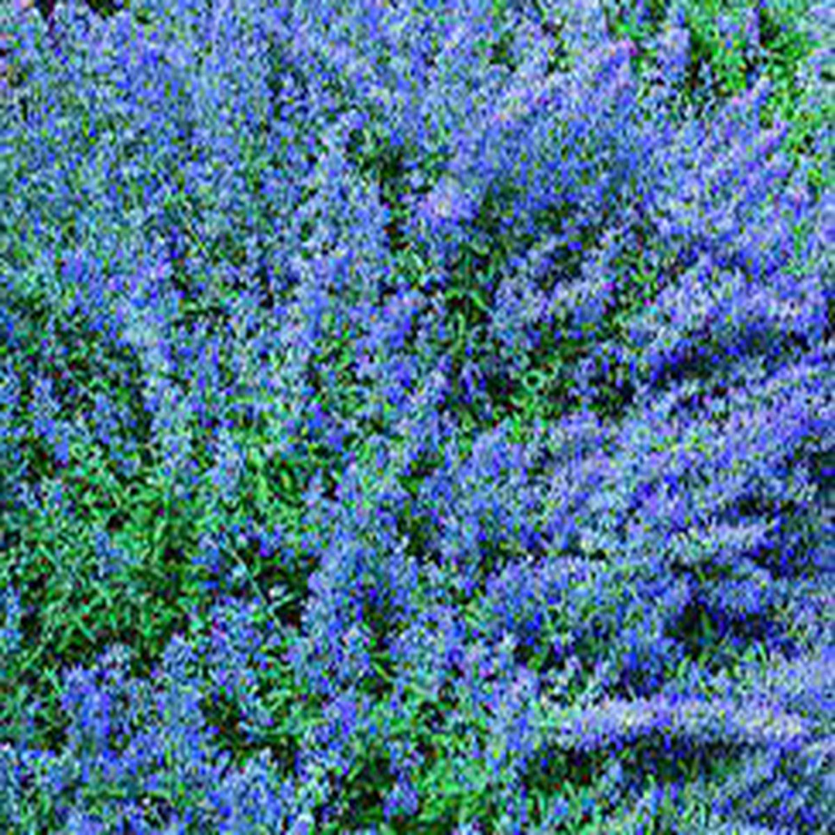 Blue Catmint Herb Seeds for Planting Heirloom, Non-GMO, Organic Garden Seeds with High Germination
