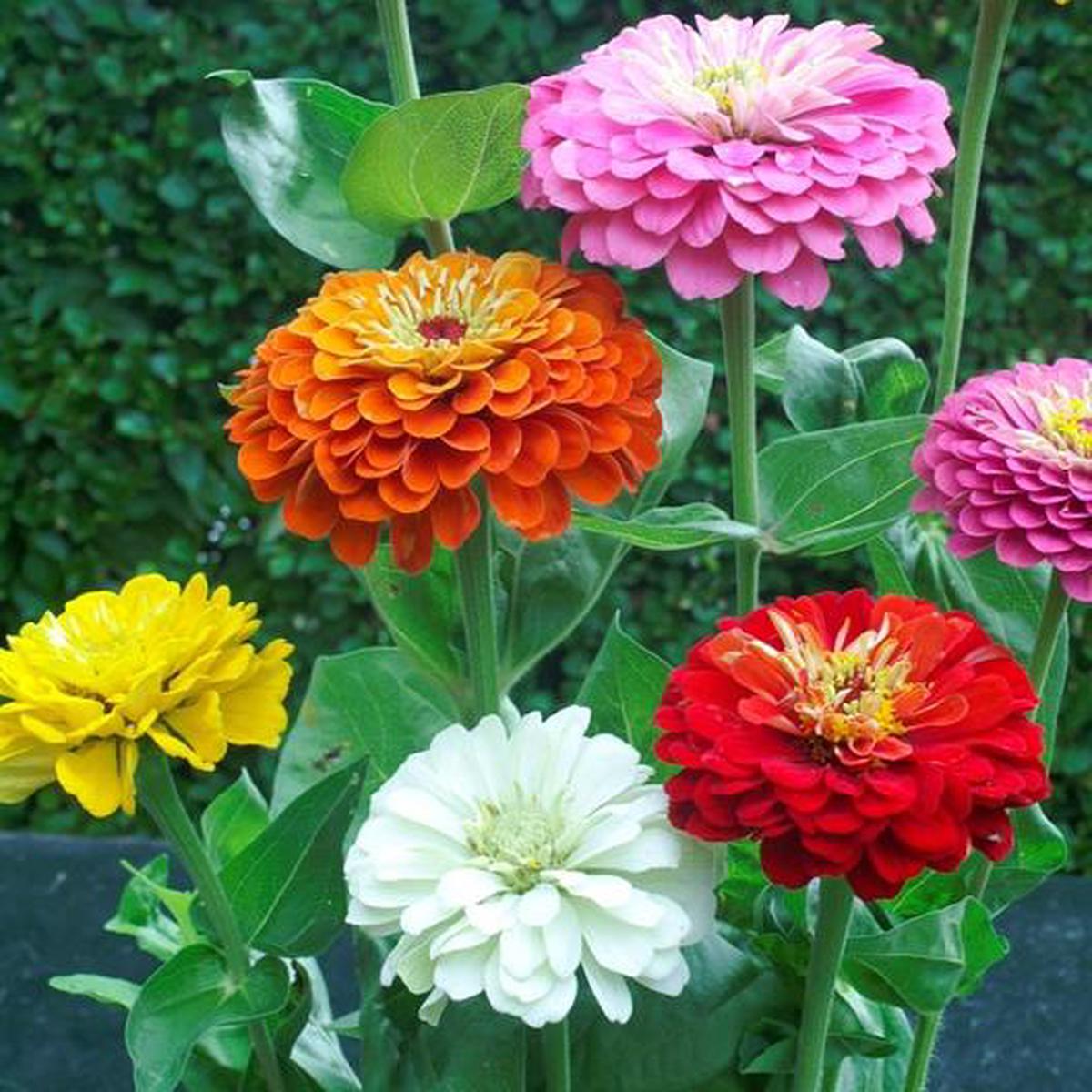 Zinnia Flower Seeds for Planting Heirloom Non-GMO, High Germination Organic Garden Seeds