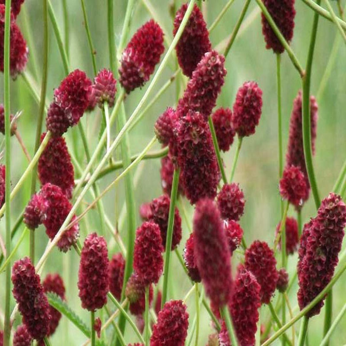 Red Sanguisorba Officinalis Herb Seeds for Planting  Heirloom, Non-GMO Seeds for Lush Garden Growth