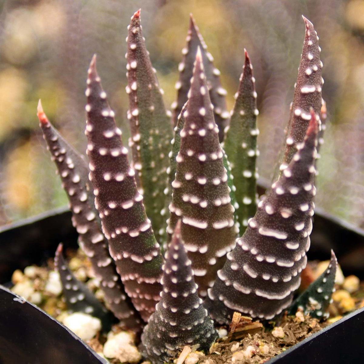 Brown Haworthia Reinwardtii Herb Seeds for Planting Heirloom, Non-GMO Seeds Ideal for Beginner Gardens
