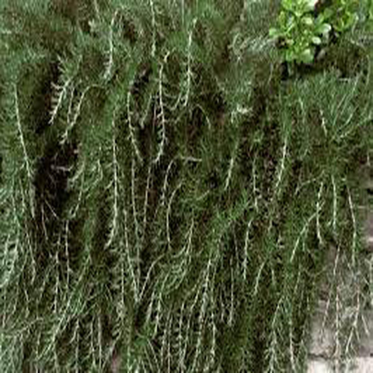 Trailing Irene Rosemary Herb Seeds for Planting Heirloom, Non-GMO, Organic Garden Seeds with High Germination