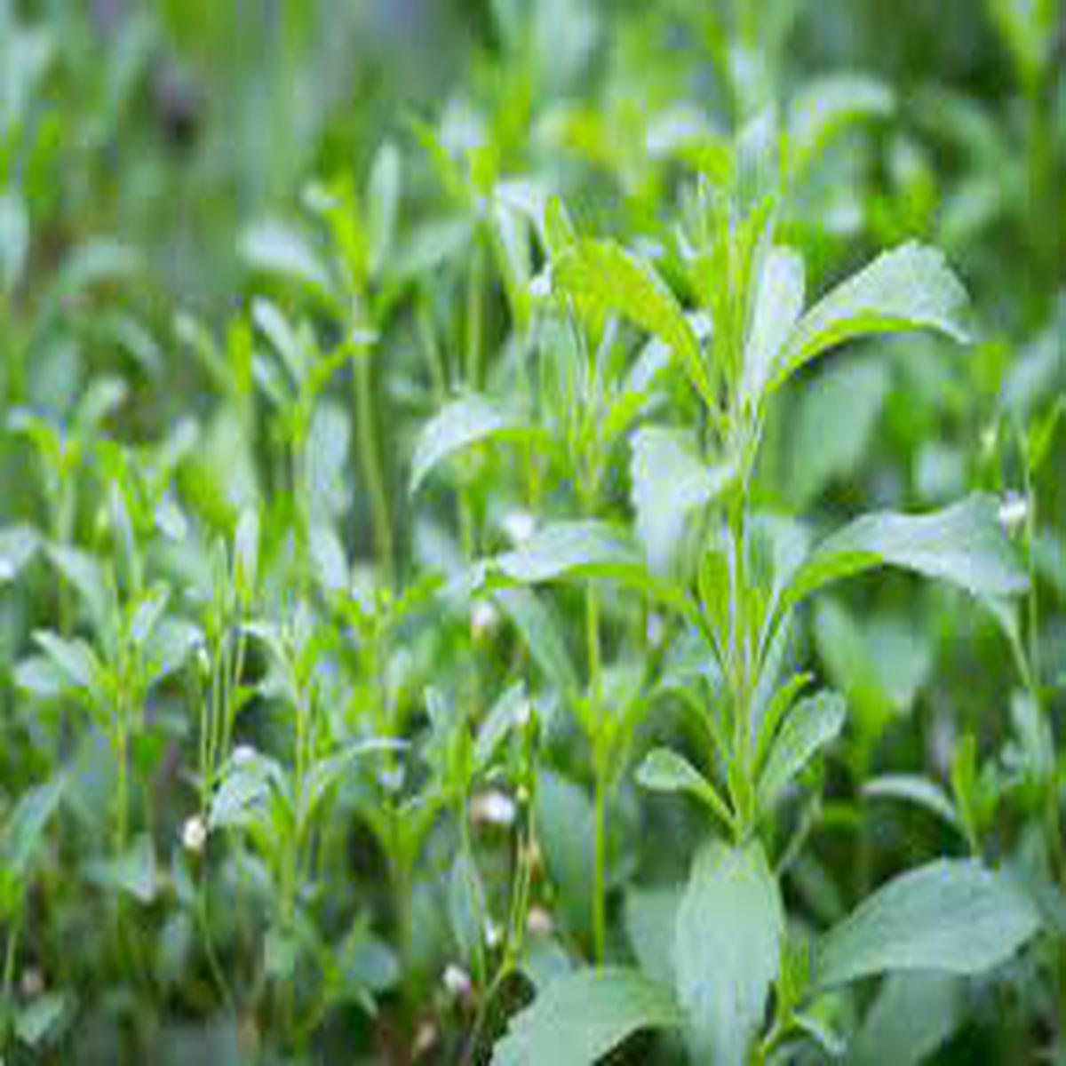 Starleaf Stevia Herb Seeds for Planting Heirloom, Non-GMO, Organic Garden Seeds with High Germination