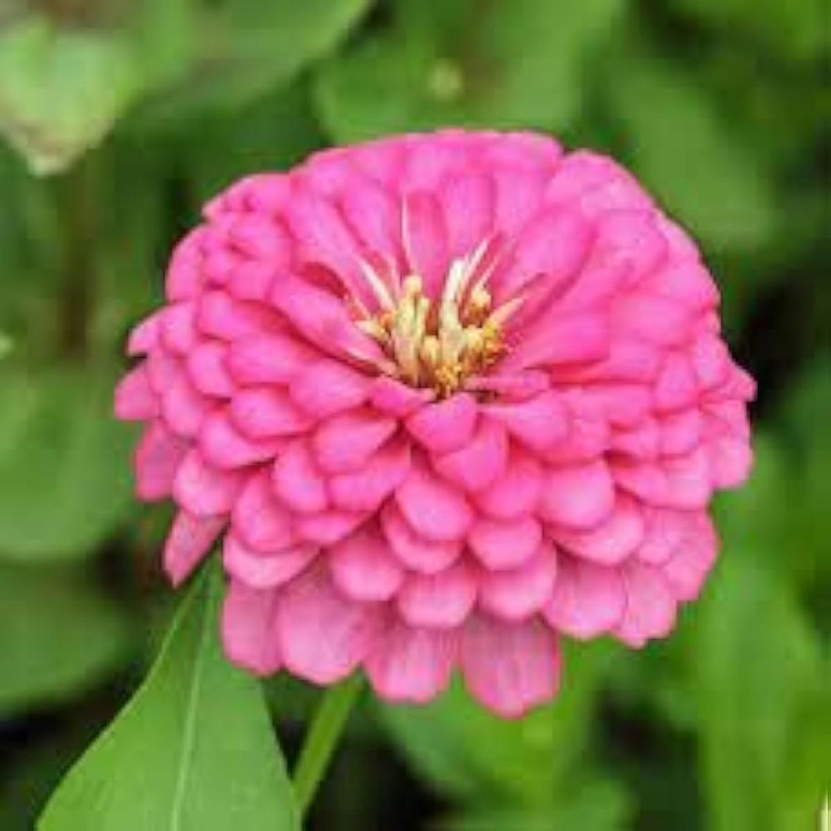 Zinnia Flower seeds for Planting  Perfect for Borders, Heirloom & GMO Free Seeds for Home Garden, High Germination
