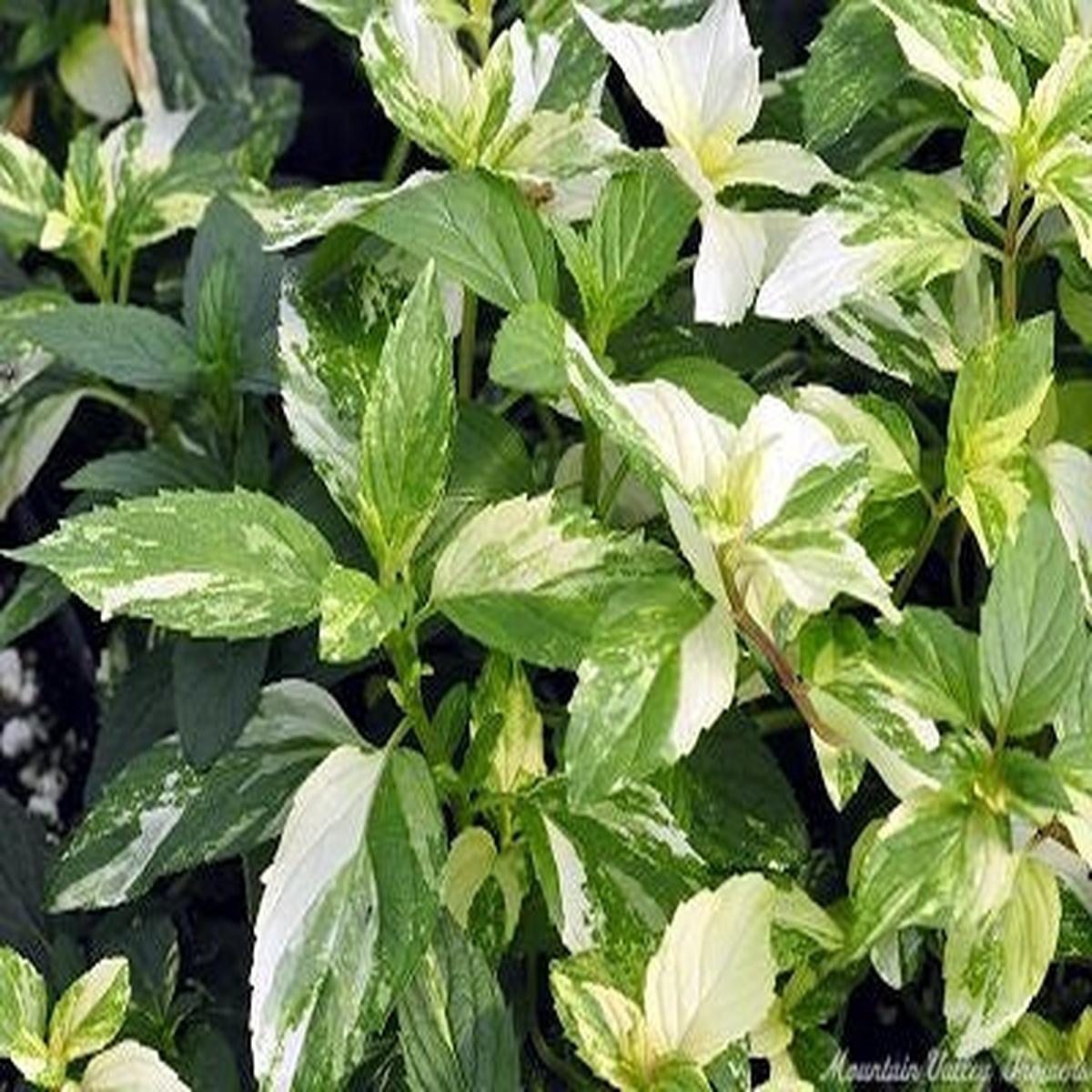 Variegated Pineapple Peppermint Herb Seeds Heirloom, Non-GMO Sun-Loving Seeds for Garden Planting