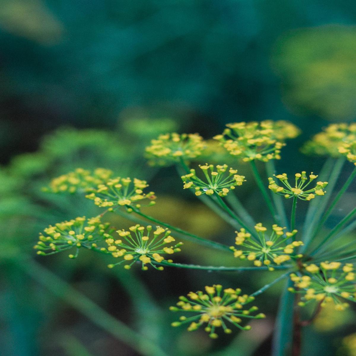 Yellow Dill Herb Seeds for Planting  Heirloom, Non-GMO, Organic Garden Seeds with High Germination