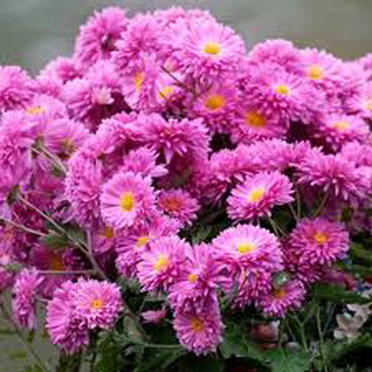 Acanthifolia Flower Seeds for Planting  Fragrant Blossoms, Heirloom, Non-GMO & High Germination Seeds