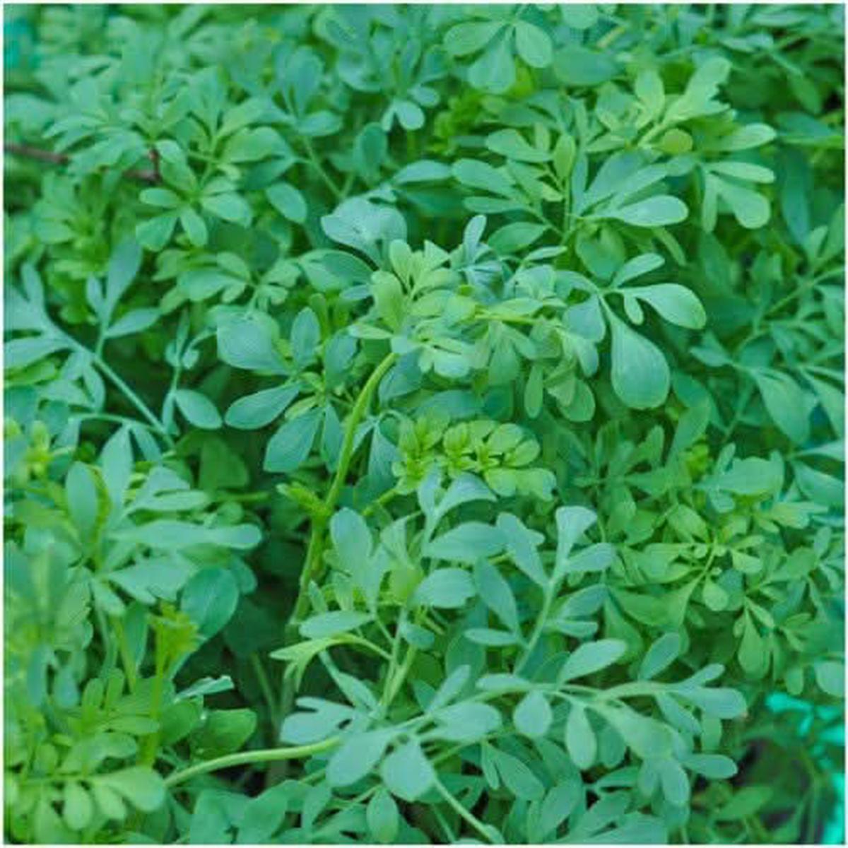 Ruta Graveolens Herb Seeds for Planting  Heirloom, Non-GMO, Organic Garden Seeds with High Germination
