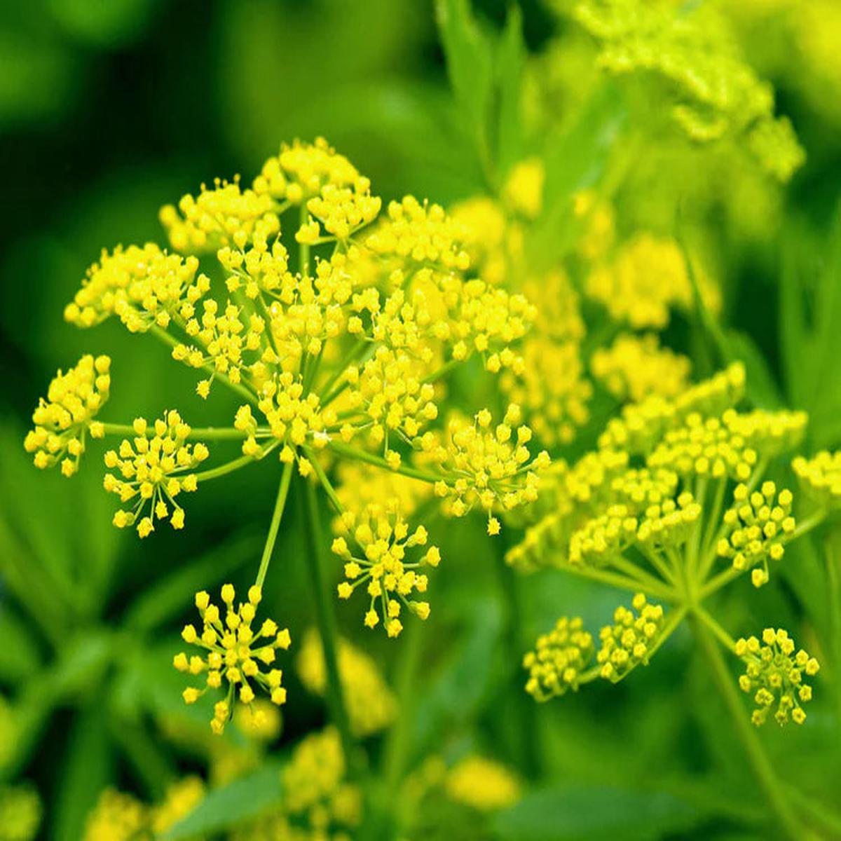 Yellow Mammoth Dill Herb Seeds for Planting Heirloom, Non-GMO, Organic Garden Seeds with High Germination