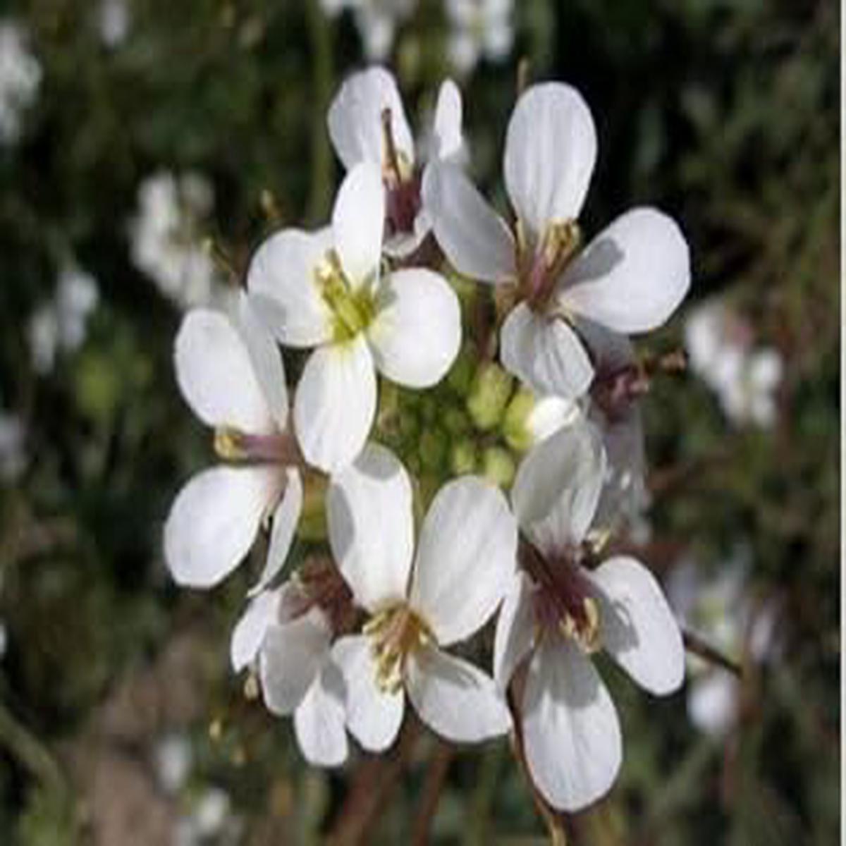 White Wasabi Diplotaxis Herb Seeds for Planting  Heirloom, Non-GMO Seeds for Fresh and Flavorful Gardens