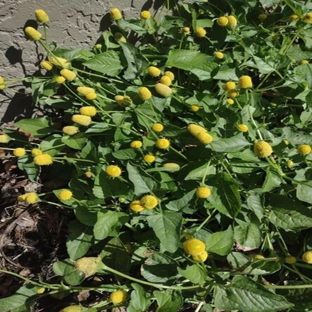100+ PARACRESS organically grown SEEDS BUZZ BUTTONS TOOTHACHE PLANT .04oz