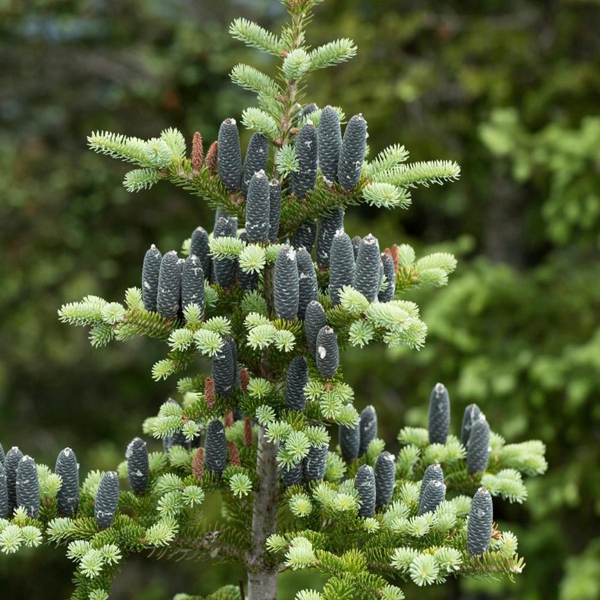 Abies balsamea - 25-50cm
