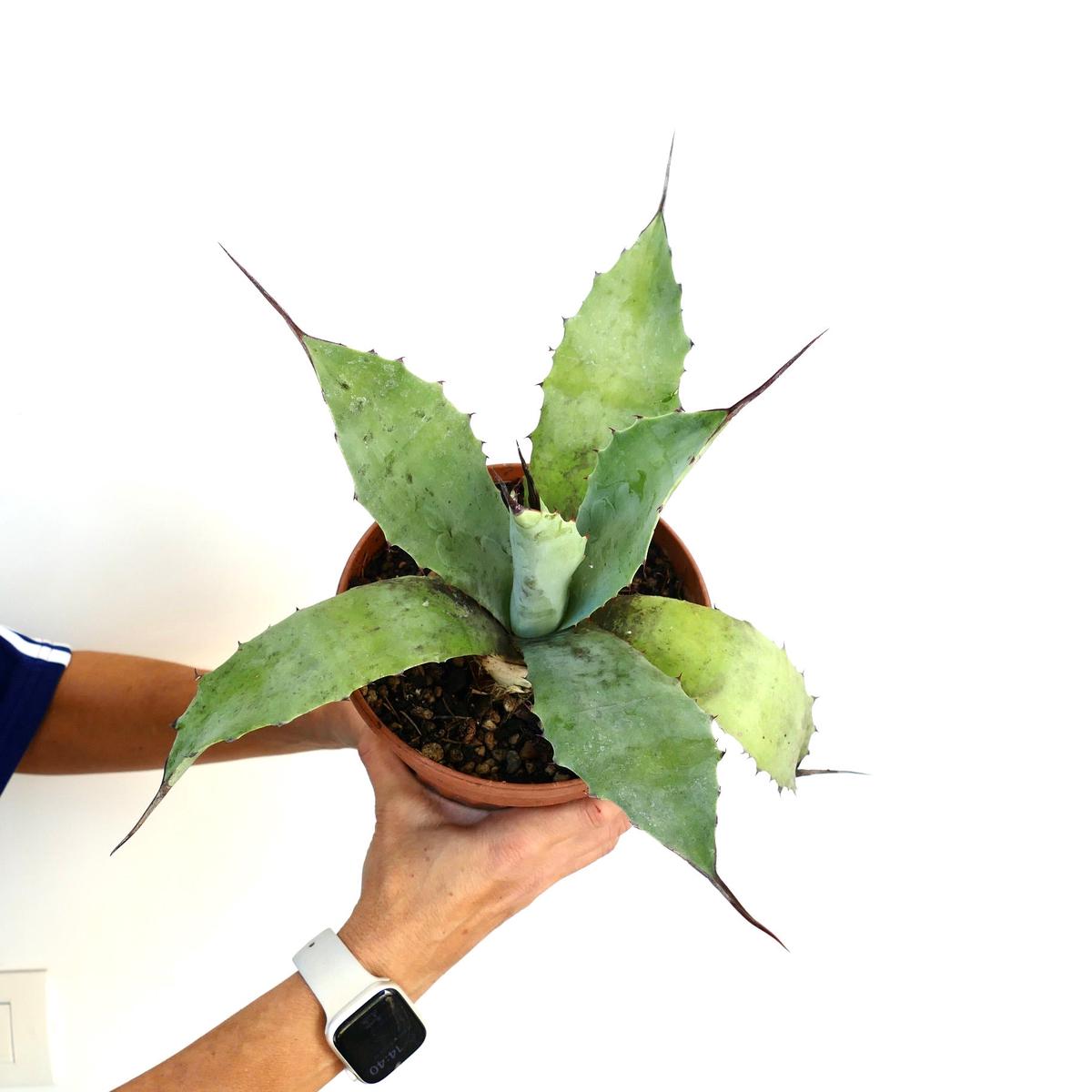 Agave americana X Agave eborispina (LONG FINAL SPINE)