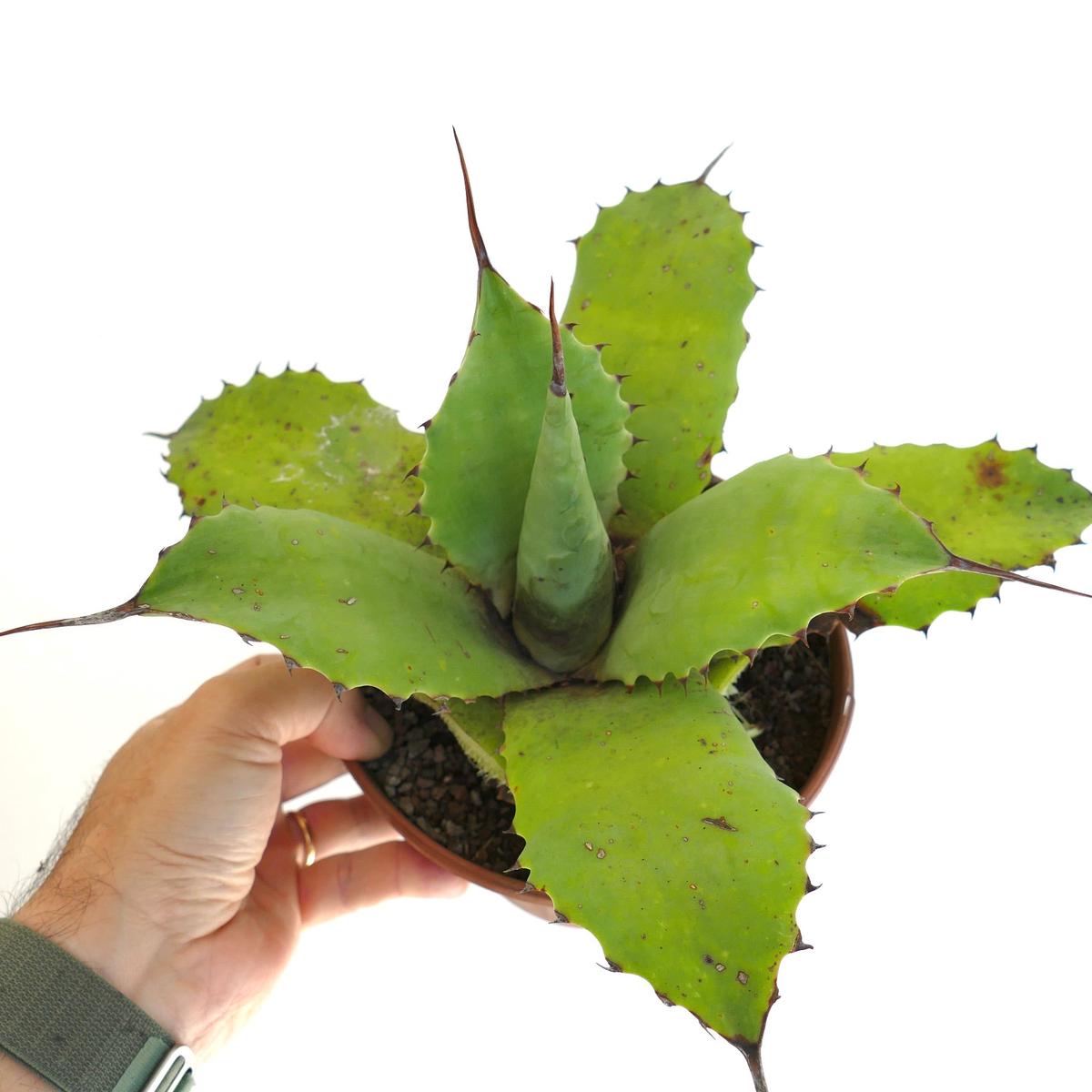 Agave parryii GREEN