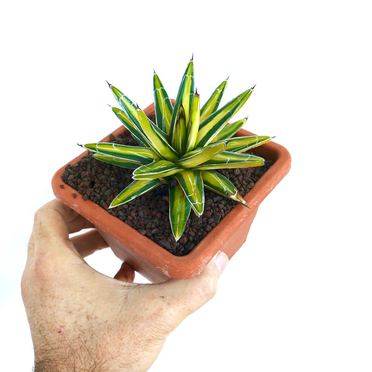Agave victoriae-reginae MEDIOPICTA YELLOW variegated 7GY9