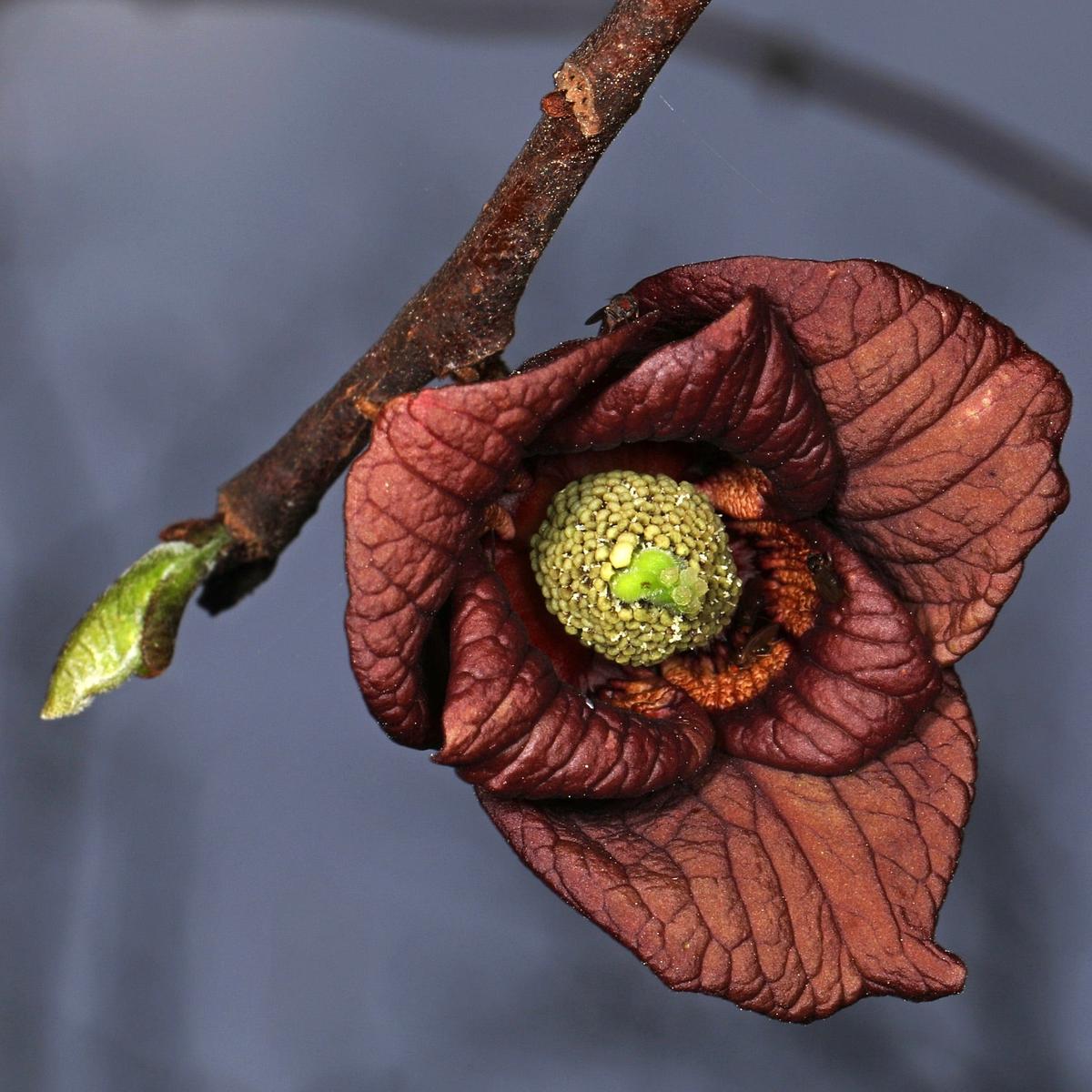 Asimina triloba