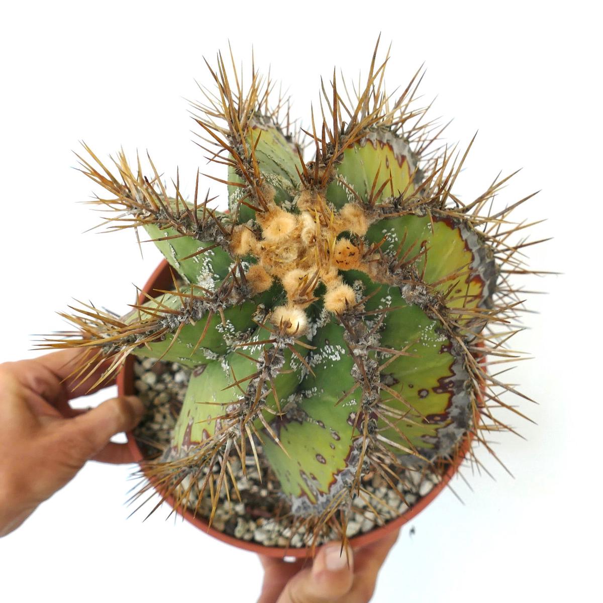 Astrophytum ornatum SLIGHTLY SPIRALIS OLD PLANT (OWN ROOTS)