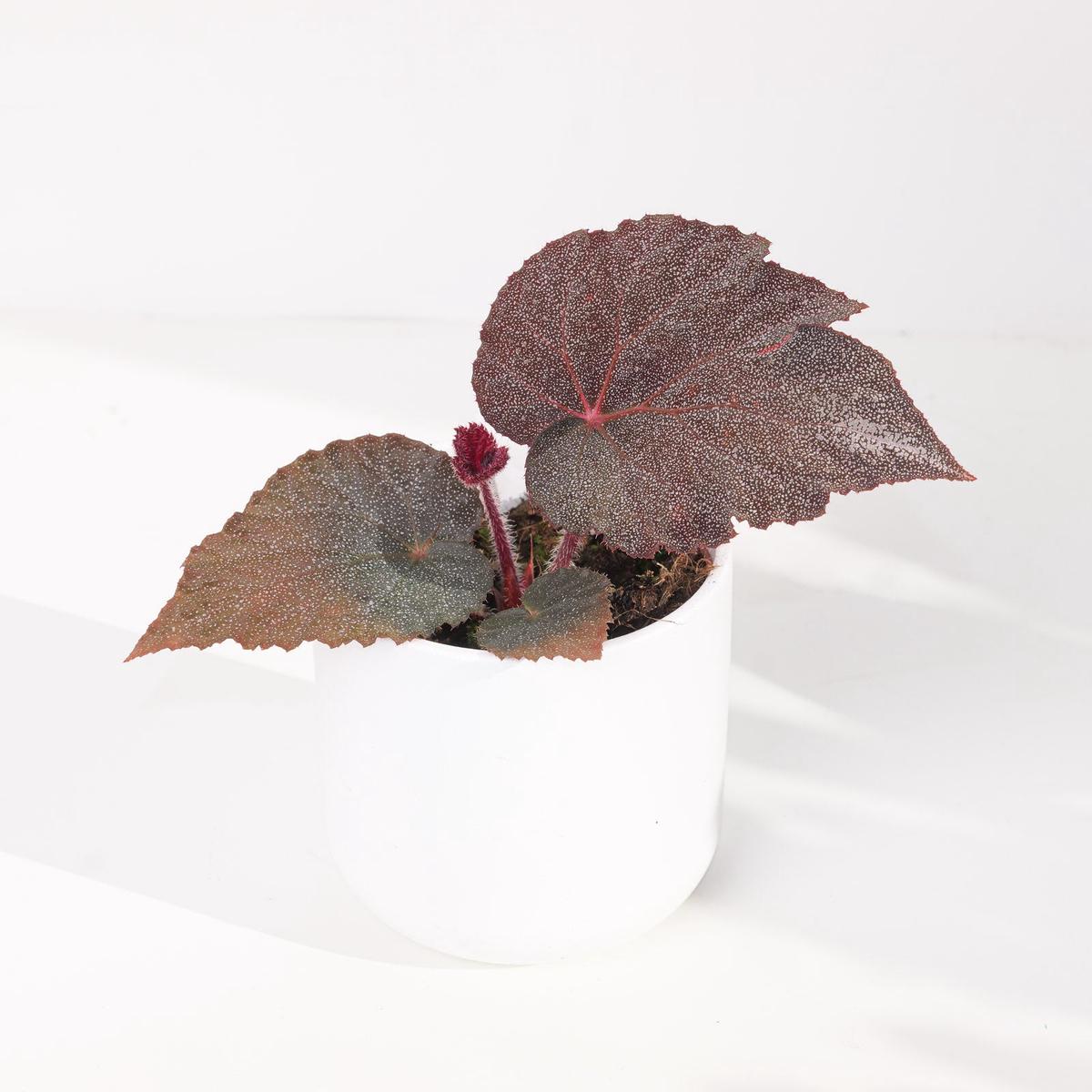 Begonia 'Taconite' - 10.5cm