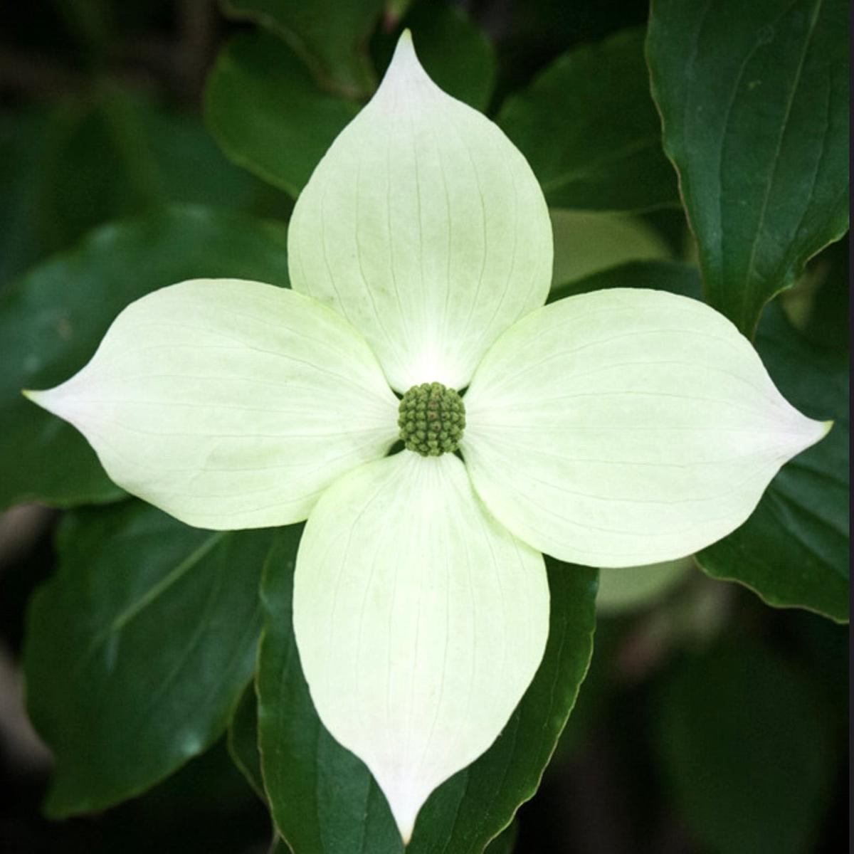 Cornus kousa var teutonia