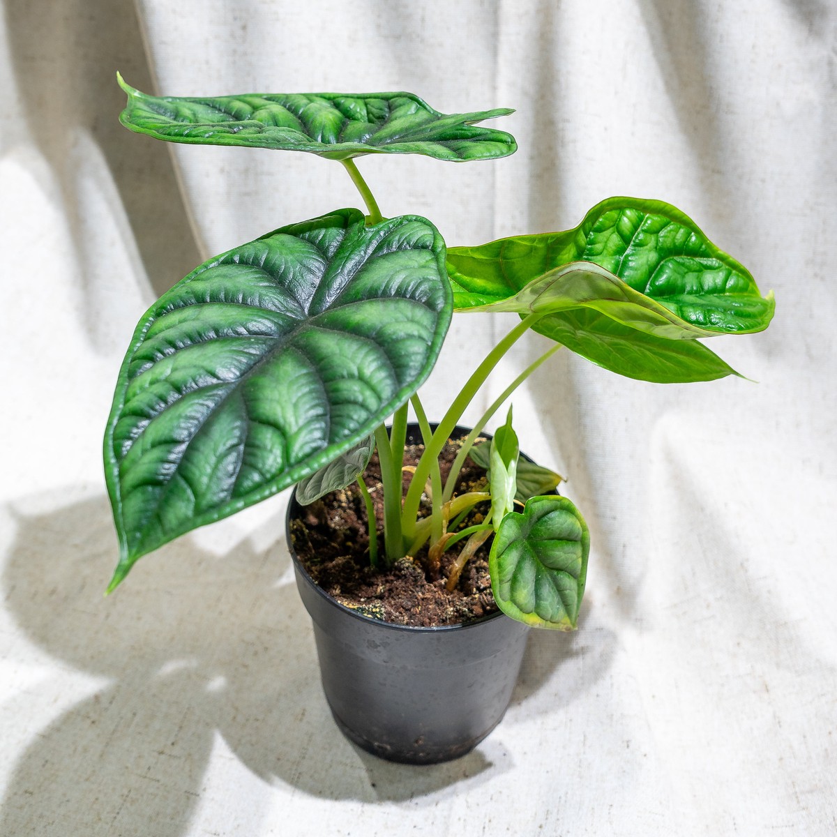 Dragon Scale Elephant Ear: Alocasia baginda - 5 inch pot